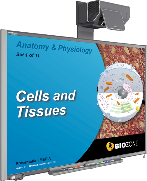 Anatomy and Physiology Presentation Media Cover
