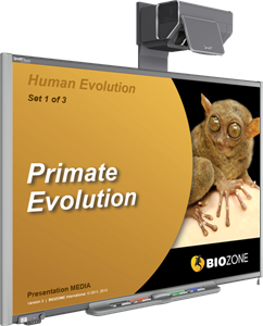 human evolution presentation media