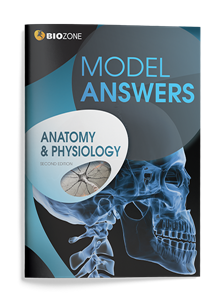 anatomy and physiology model answers
