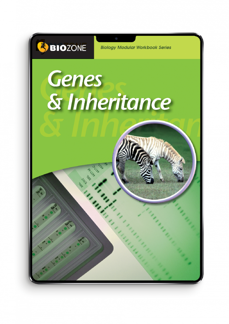 genes and inheritance