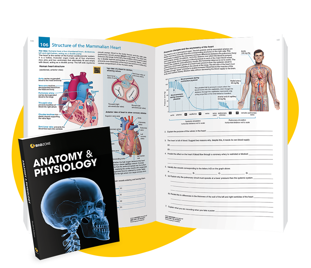 Anatomy and physiology for california